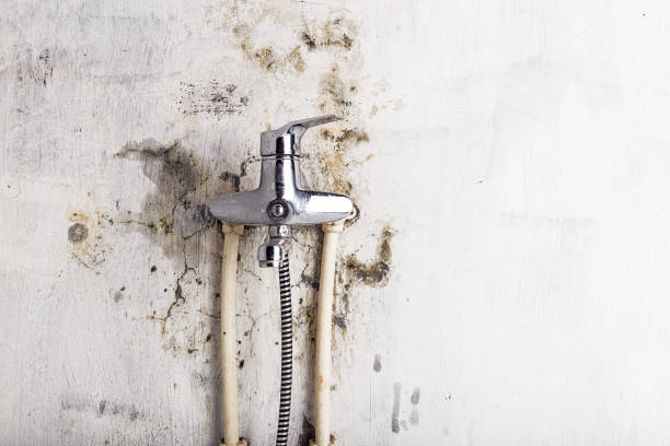 Best Toxic Mold Removal  in Gainesville, VA