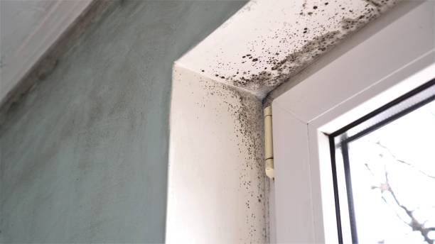 Crawl Space Mold Removal in Gainesville, VA