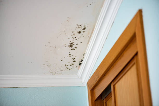 Best Mold Removal Company Near Me  in Gainesville, VA