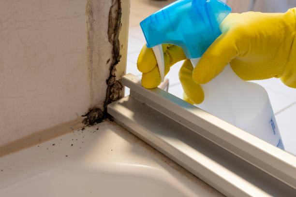 Best Crawl Space Mold Removal  in Gainesville, VA