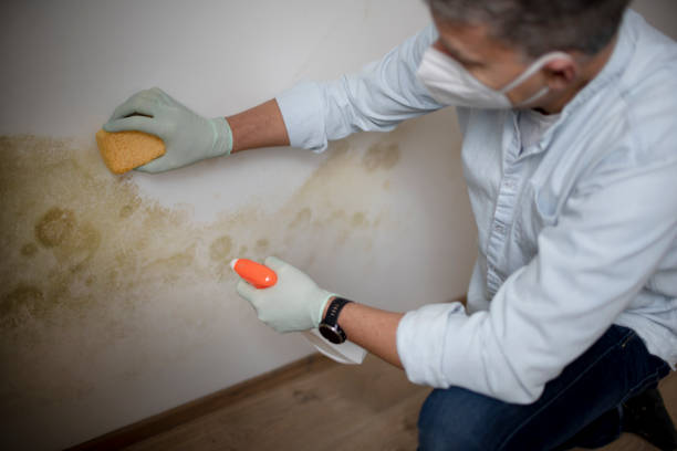 Best Toxic Mold Removal  in Gainesville, VA