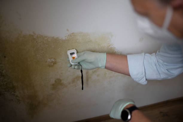 Reliable Gainesville, VA Mold Removal Solutions