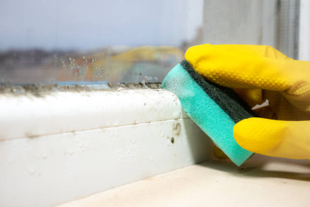 Best Office Mold Removal Services  in Gainesville, VA
