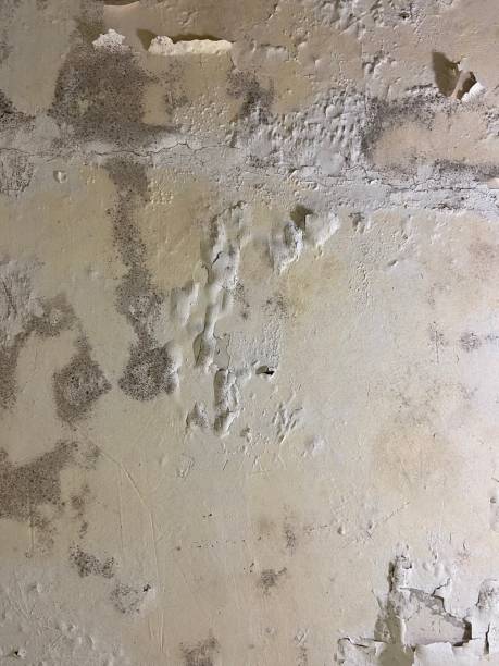  Gainesville, VA Mold Removal Pros