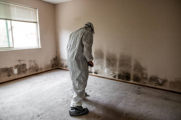 Best Affordable Mold Removal  in Gainesville, VA