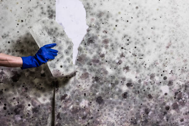 Best Professional Mold Removal  in Gainesville, VA