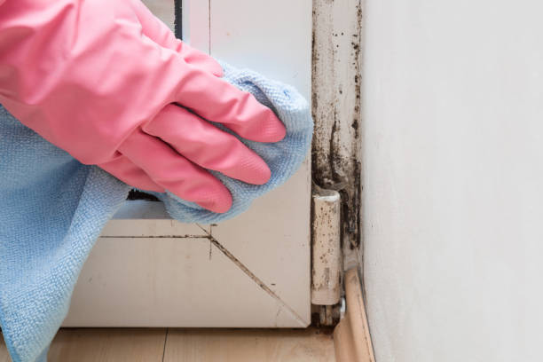Professional Mold Removal in Gainesville, VA