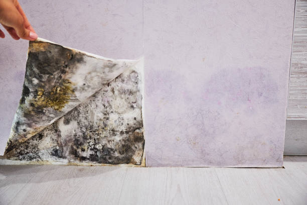 Mold Removal and Inspection in Gainesville, VA